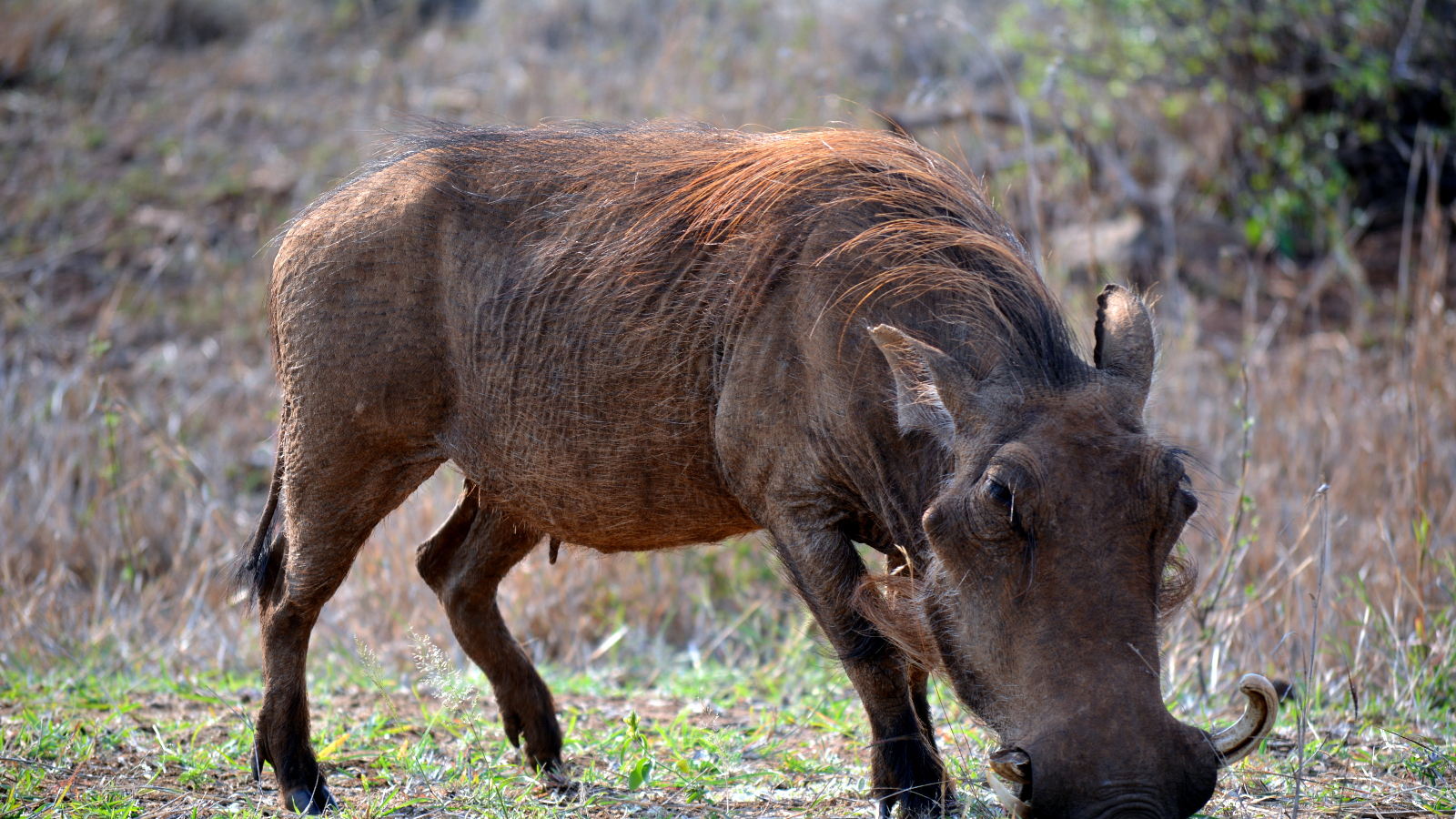 Tanzania Vacation – The expert guides for ideal Tanzania Vacation: Foto 11 | Kanje grand tours Tanzania Vacation – The expert guides for ideal Tanzania Vacation: Foto 11 | Kanje grand tours