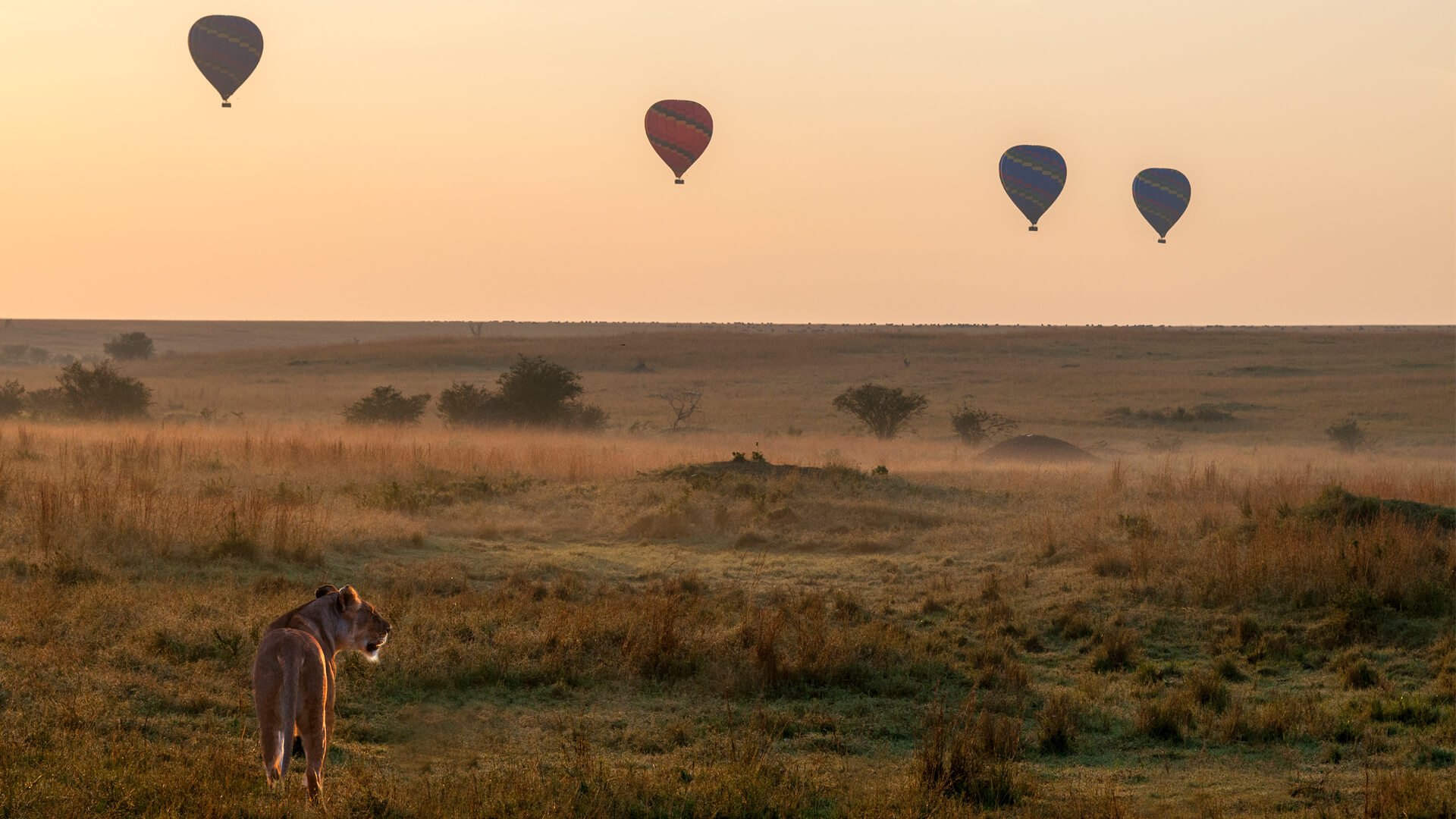 3 days Tanzania Lodge Safari