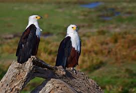 Bird Watching Safaris