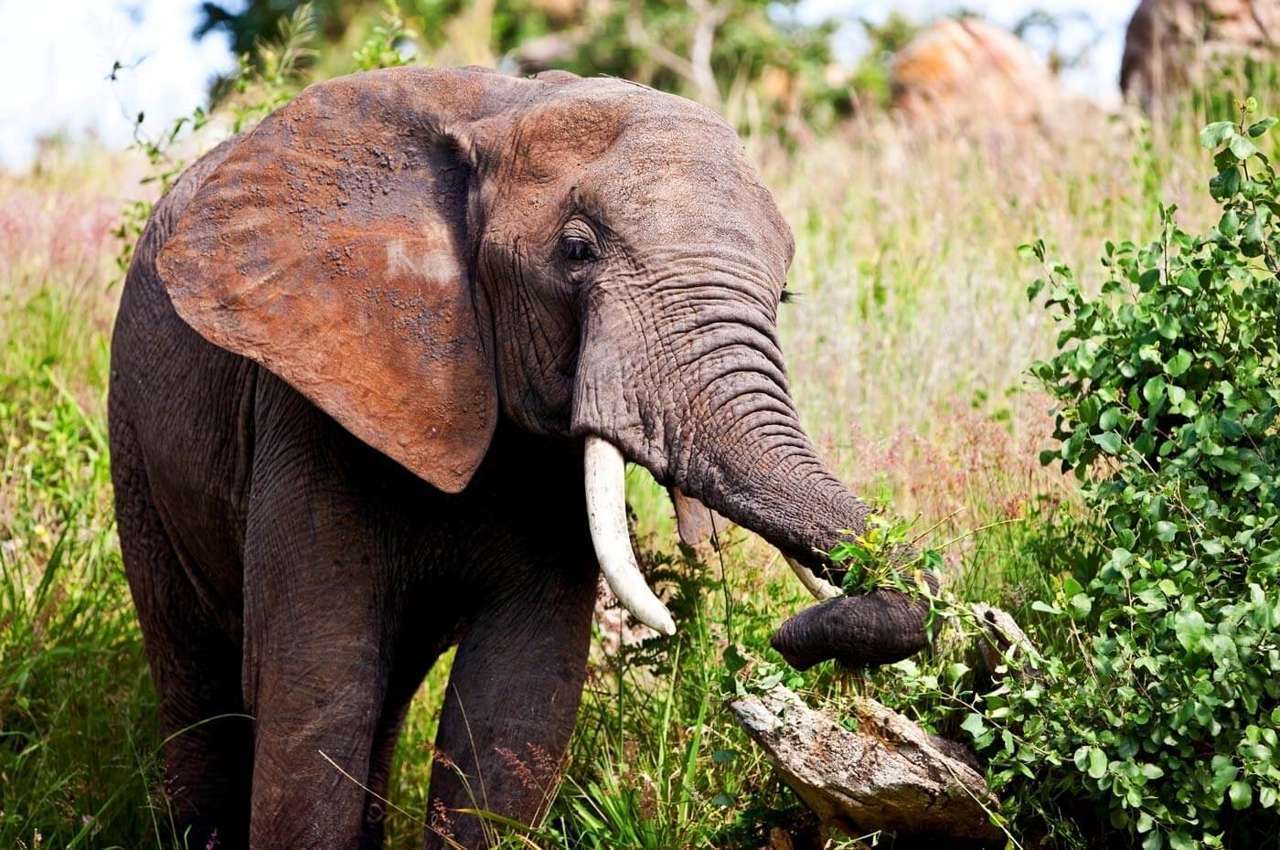 Elepant - Lake Manyara National Park - KAnje grand tours