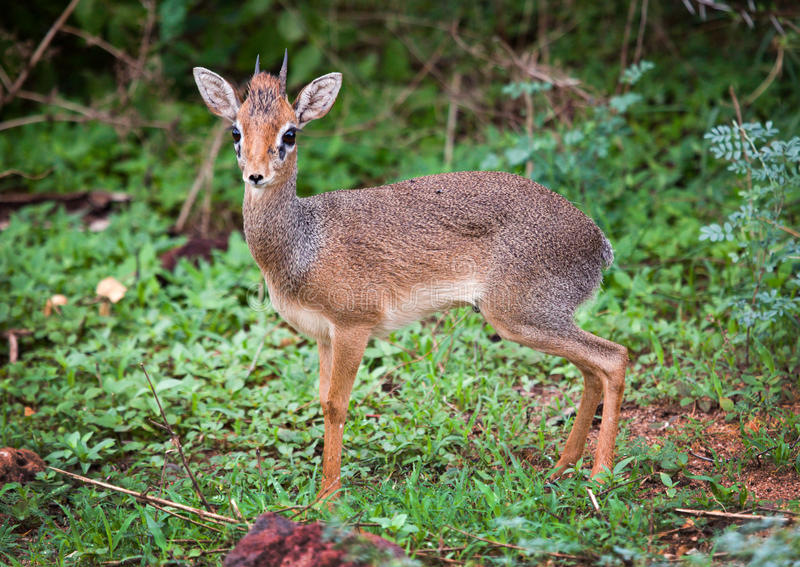 dik-dik-lake-manyara-national-park-tanzania-Kanje grand tours